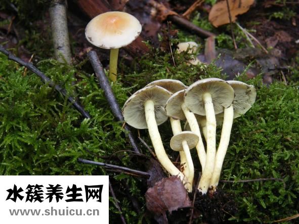 蘑菇过敏怎么办