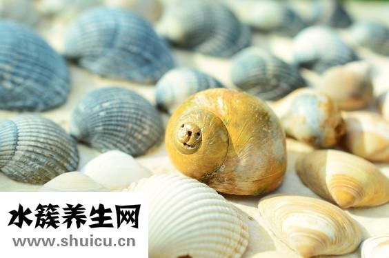 贻贝干怎么吃