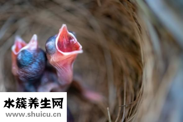 婴儿脸黄是怎么回事