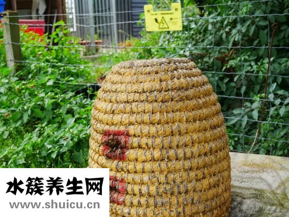 蜂巢长虫怎么办