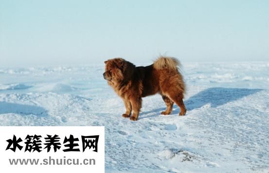 怎么给松狮驱螨虫