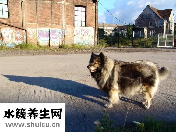 怎么给松狮驱螨虫