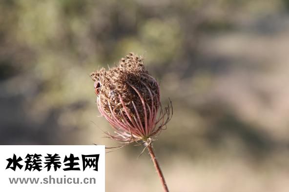 臭干子的汤汁怎么做