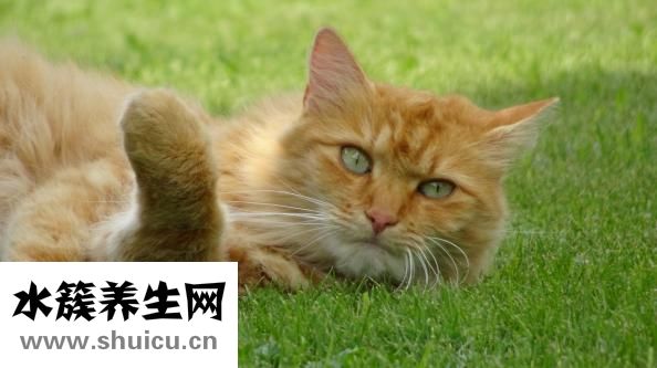 表皮毛痣怎么治疗