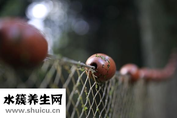 孕妇吃草鱼怎么做好