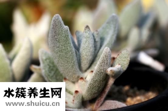 煮肉硝放多会怎么