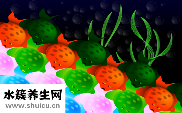 孕妇吃草鱼怎么做好