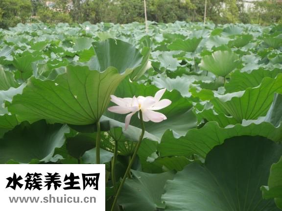 苦豆子怎么吃