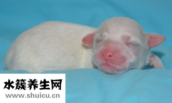 护理教案怎么写
