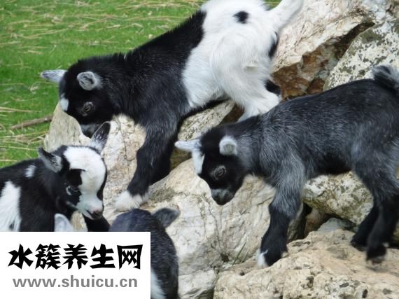 婴儿脸黄是怎么回事