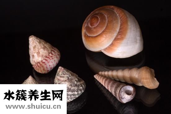 贻贝干怎么吃