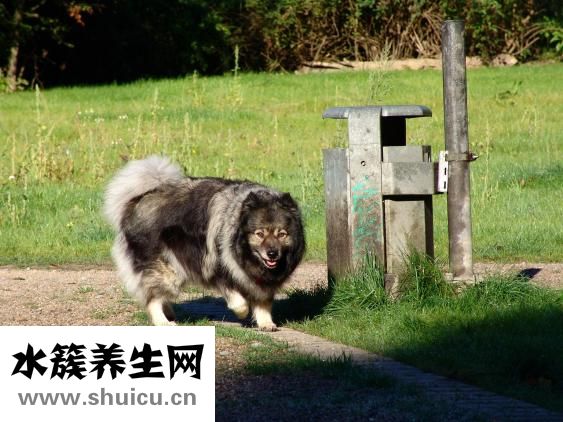 怎么给松狮驱螨虫