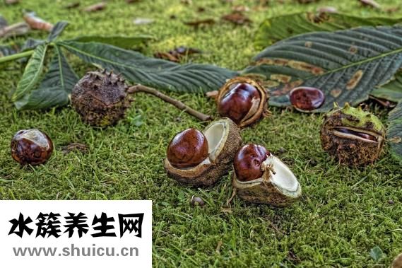 栗子怎么炒