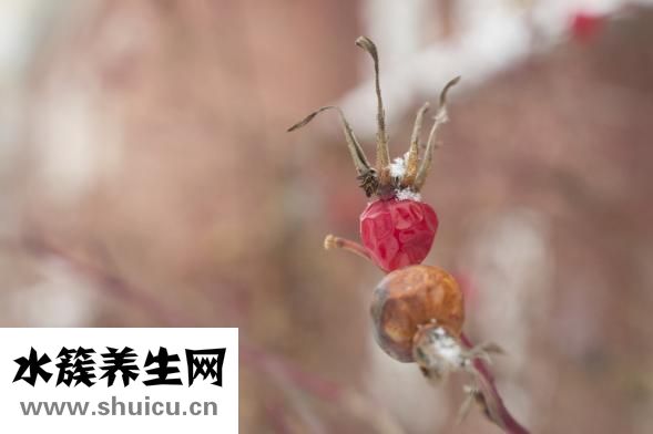 连体人怎么生活
