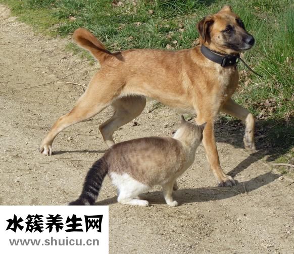 猫舔过的碗怎么消毒