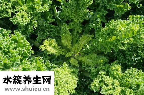 河螃蟹怎么养