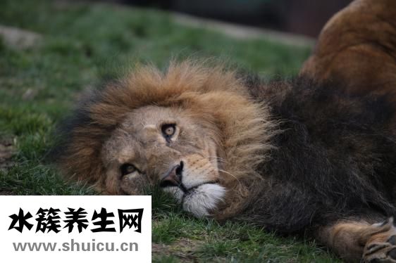 狮子的脸怎么画