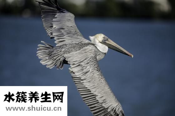 孕妇怎么吃陈皮
