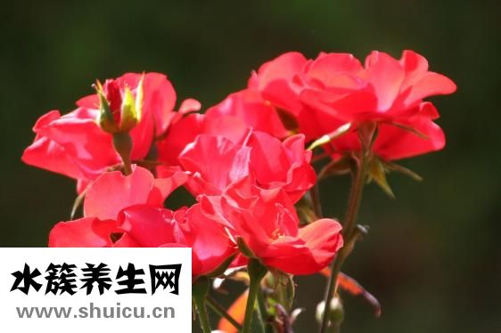 病人喝的鸡汤怎么做