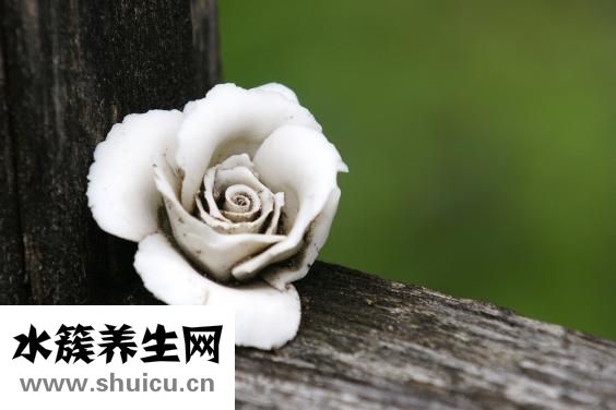 怎么养小壁虎