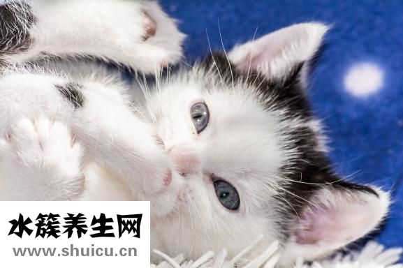 小猫长跳蚤怎么办