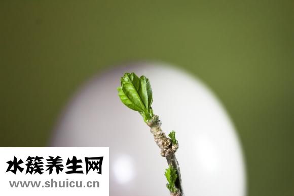 熟鸭蛋黄怎么弄碎