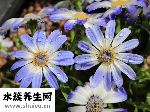 花期参长虫怎么办？可先去除虫卵再泡茶消毒