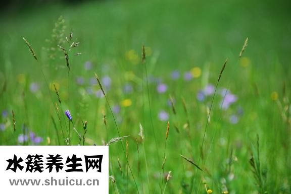 番薯叶怎么摘