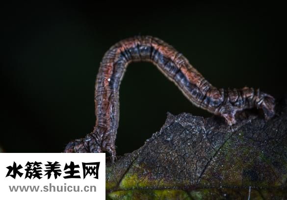 怎么检查是否有蛔虫