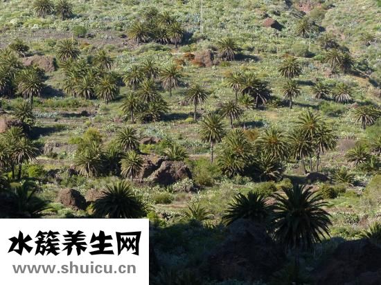 库尔勒梨怎么挑