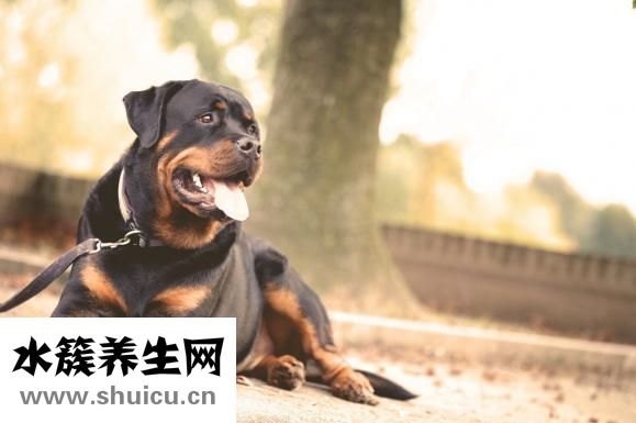 猫肚疼怎么办