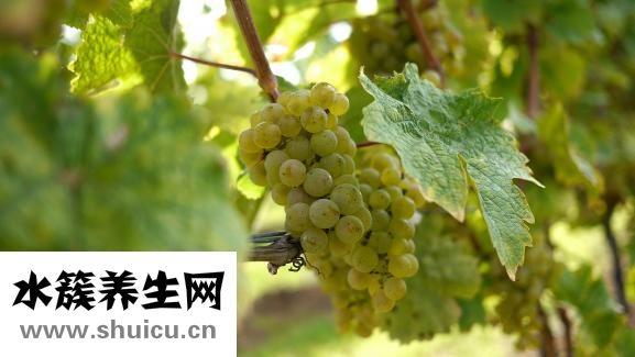 虾缸有基肥怎么办