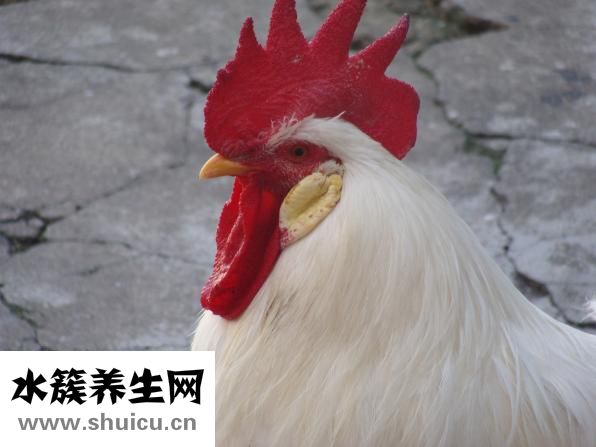小鸡仔怎么分公母