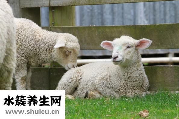 怎么鲜狗肉