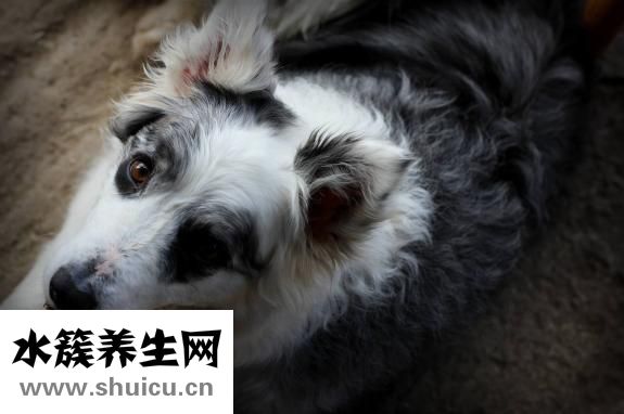 边牧怎么补钙