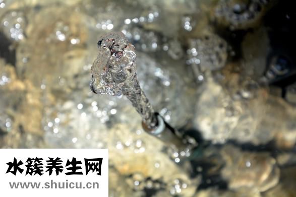 怎么用脚种大白菜根营养价值怎么选择优质品种