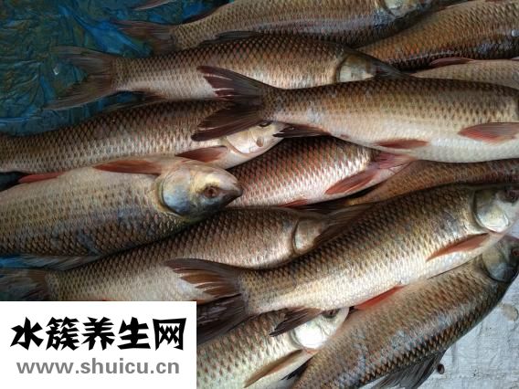 小田鱼怎么养