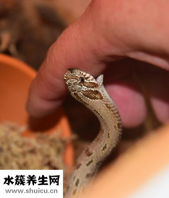手指抖动怎么锻炼