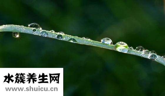 番薯叶怎么摘
