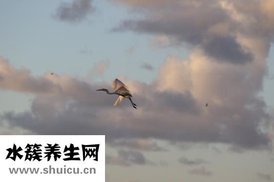 牛娃眼睛瞎了怎么办