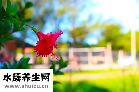 酵母过期怎么办