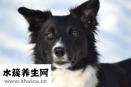 边牧怎么补钙