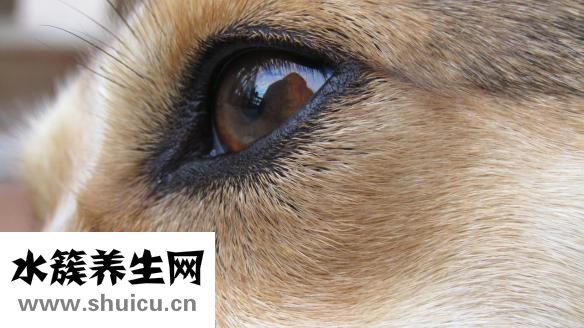 怎么敷眼膜