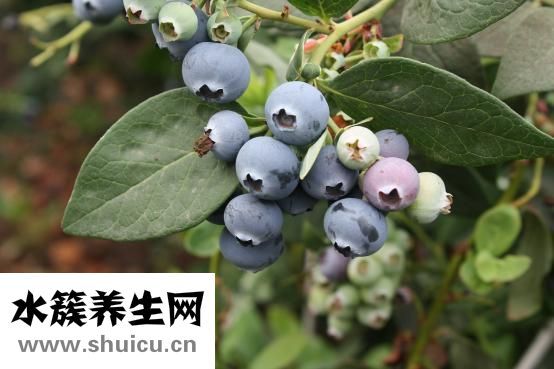 怎么洗葡萄干