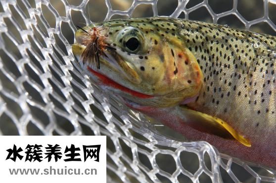 小田鱼怎么养