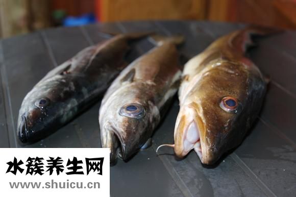 小田鱼怎么养