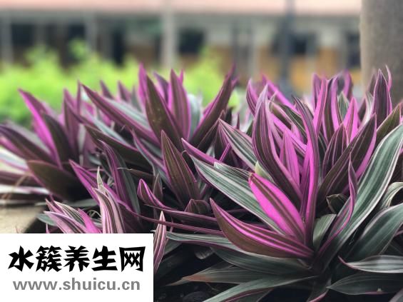 库尔勒梨怎么挑