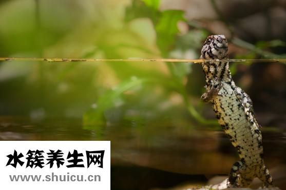 害怕壁虎怎么办