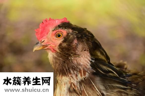 怎么炖家鸡好吃？注意事项有哪些？