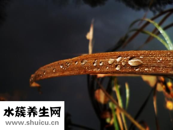 艾叶生姜水怎么熬